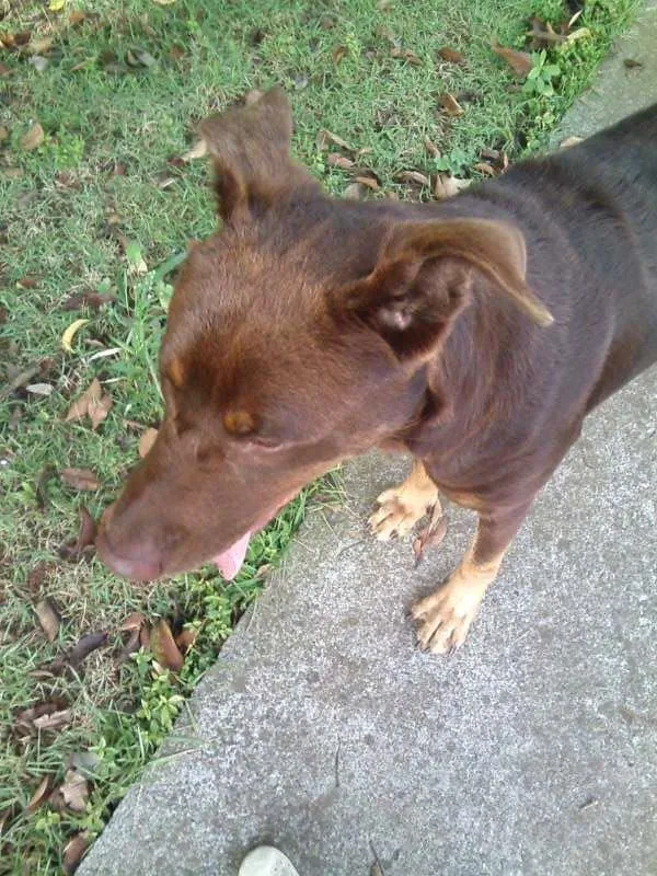 Cachorro ra a Talvez Labrador misturado com Pastor ou Dog Alemão idade 1 ano nome Meg (demos o nome)