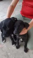 Negão