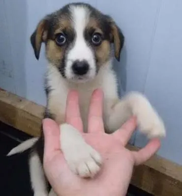 Cachorro ra a Misturada idade 2 a 6 meses nome Bela