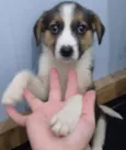 Bela