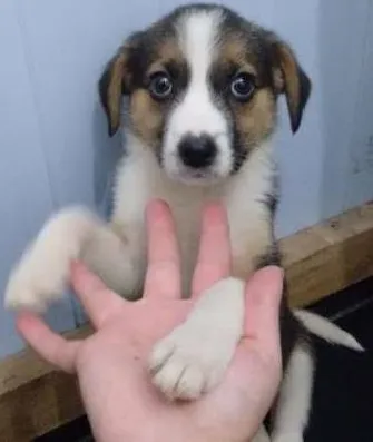 Cachorro ra a Misturada idade 2 a 6 meses nome Bela