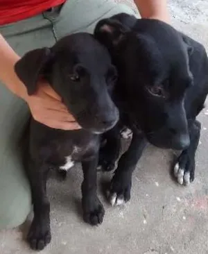 Cachorro raça Misturada com rotivale idade 2 a 6 meses nome Negão