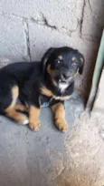 Negão 