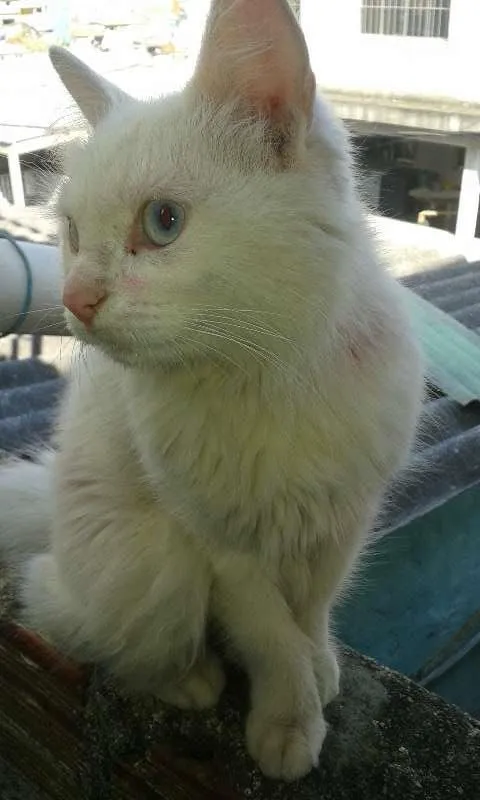 Gato ra a  idade 1 ano nome Madona