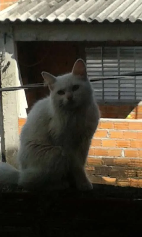 Gato ra a  idade 1 ano nome Madona
