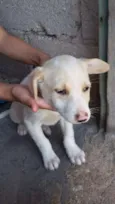 Branquinho e a sapeca