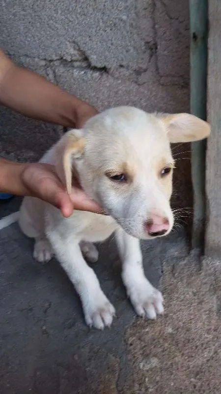 Cachorro raça Vira lata idade 2 a 6 meses nome Branquinho e a sapeca