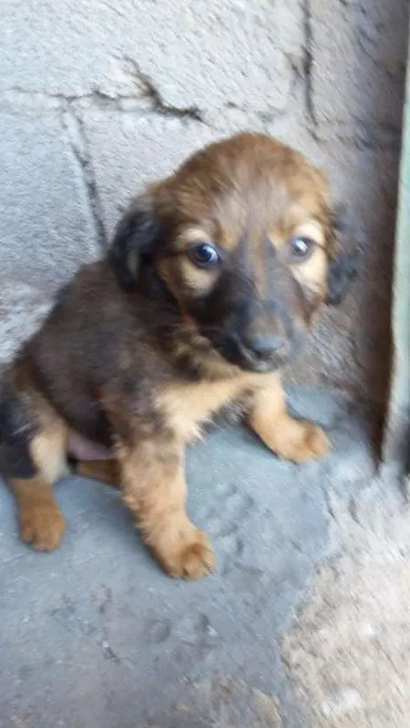 Cachorro raça Vira lata idade 2 a 6 meses nome Branquinho e a sapeca