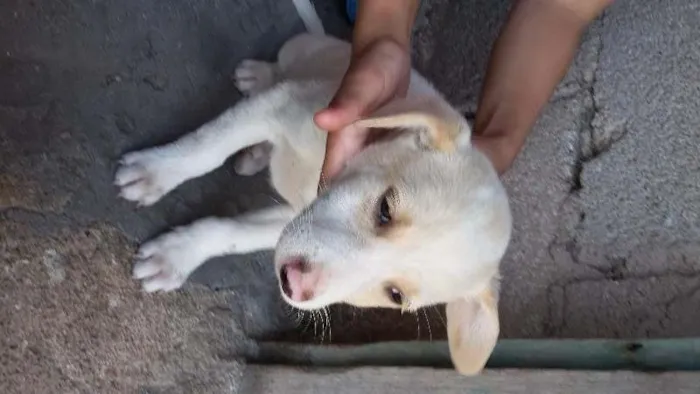 Cachorro raça Vira lata idade 2 a 6 meses nome Branquinho 
