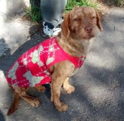 Cachorro ra a SRD idade 7 a 11 meses nome CACAU