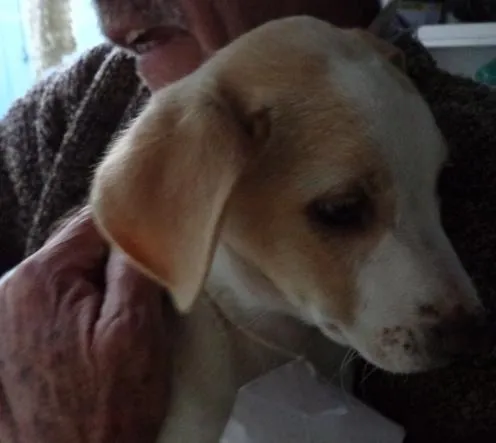 Cachorro ra a SRD idade 2 a 6 meses nome Luppi