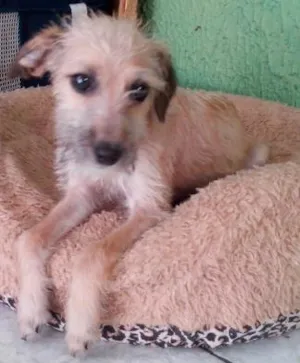 Cachorro raça SRD idade 2 a 6 meses nome Pituxa