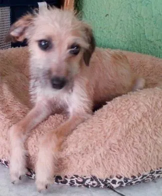 Cachorro ra a SRD idade 2 a 6 meses nome Pituxa
