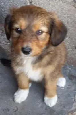 Cachorro raça Vira lata idade 2 a 6 meses nome Mel