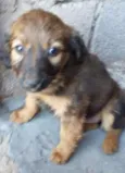Branquinho e a sapeca