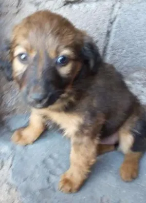 Cachorro raça Vira lata idade 2 a 6 meses nome Branquinho e a sapeca