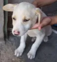 Branquinho 