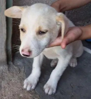Cachorro raça Vira lata idade 2 a 6 meses nome Branquinho 