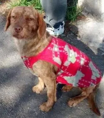 Cachorro ra a SRD idade 7 a 11 meses nome CACAU