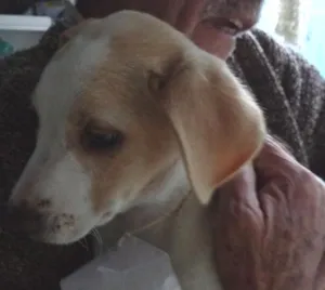 Cachorro raça SRD idade 2 a 6 meses nome Luppi
