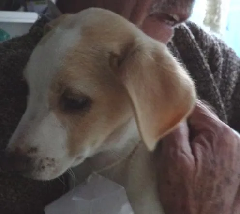 Cachorro ra a SRD idade 2 a 6 meses nome Luppi