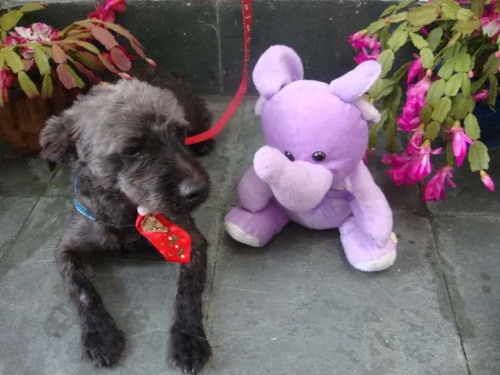 Cachorro raça Poodle idade 2 anos nome PRETINHO