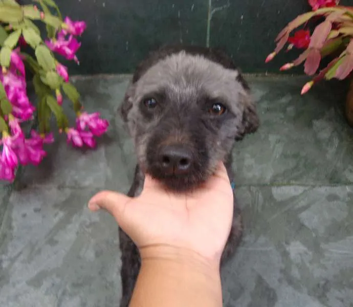 Cachorro raça Poodle idade 2 anos nome PRETINHO