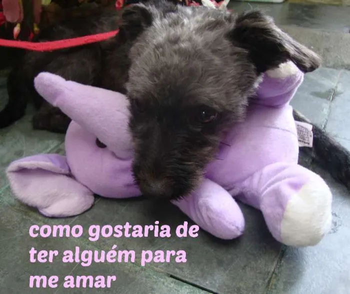 Cachorro raça Poodle idade 2 anos nome PRETINHO