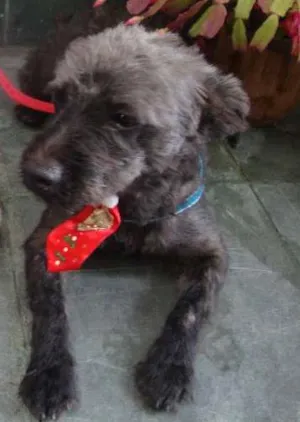 Cachorro raça Poodle idade 2 anos nome PRETINHO