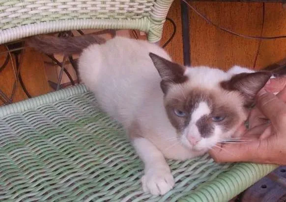 Gato ra a Siames idade 1 ano nome Florinda