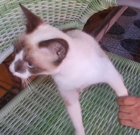Gato ra a Siames idade 1 ano nome Florinda
