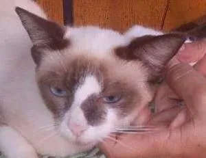 Gato ra a Siames idade 1 ano nome Florinda
