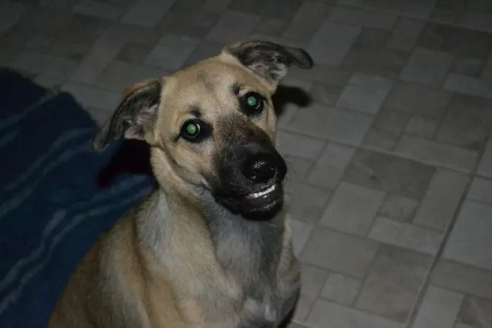 Cachorro ra a SRD idade 1 ano nome Nina