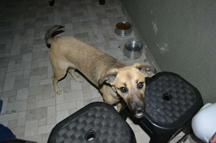 Cachorro ra a SRD idade 1 ano nome Nina