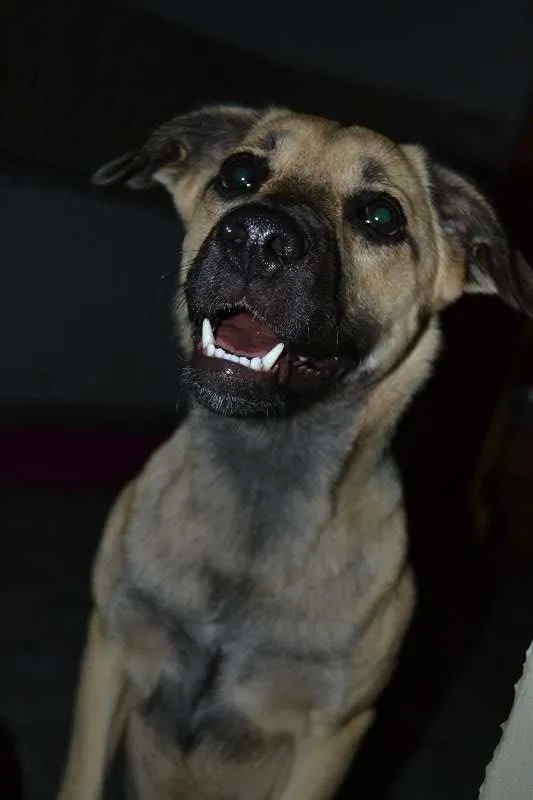 Cachorro ra a SRD idade 1 ano nome Nina
