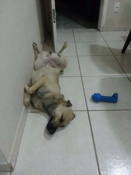 Cachorro ra a SRD idade 1 ano nome Nina
