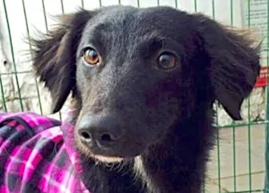 Cachorro raça  idade 1 ano nome DANY PEQUENA