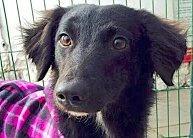 Cachorro ra a  idade 1 ano nome DANY PEQUENA