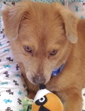 Cachorro raça  idade 2 anos nome CARAMELO PEQUENO