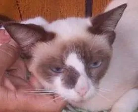 Gato raça Siames idade 1 ano nome Florinda