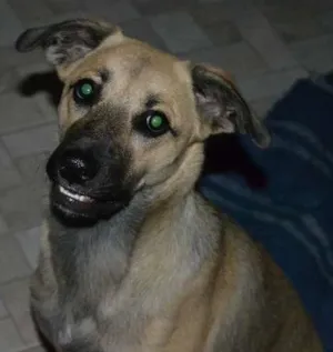 Cachorro raça SRD idade 1 ano nome Nina