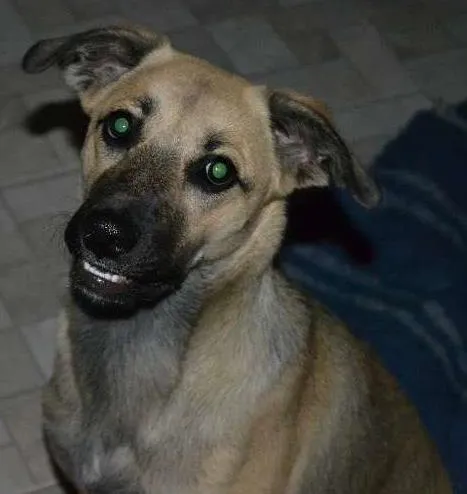 Cachorro ra a SRD idade 1 ano nome Nina