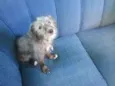 Penélope