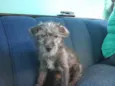 Penélope
