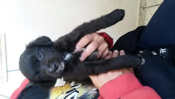 Cachorro ra a SRD idade Abaixo de 2 meses nome Pérola