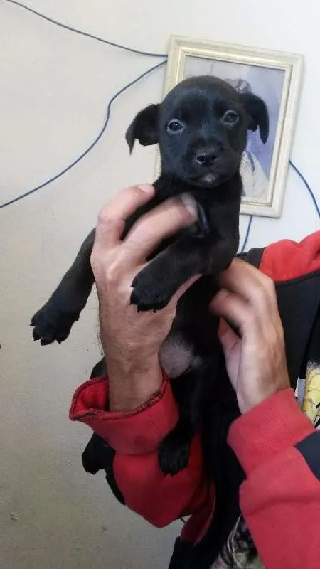 Cachorro ra a SRD idade Abaixo de 2 meses nome Safira