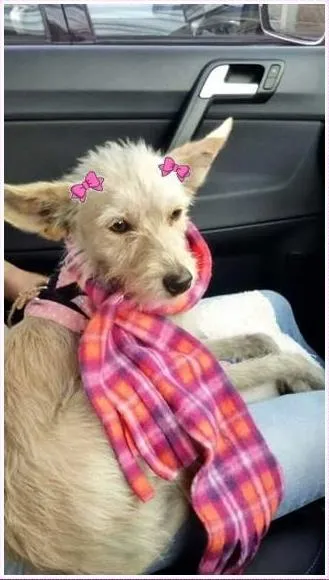 Cachorro ra a SRD idade 1 ano nome Manu