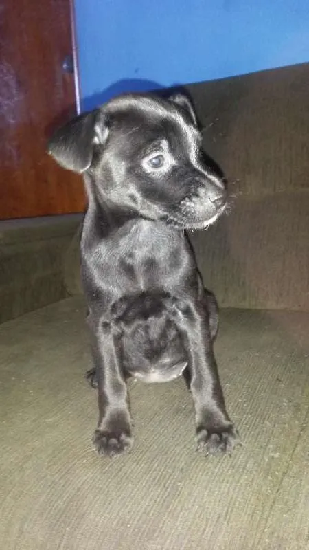 Cachorro ra a SRD idade Abaixo de 2 meses nome Safira