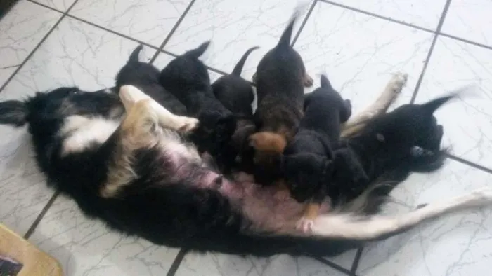 Cachorro ra a SRD idade Abaixo de 2 meses nome Pérola