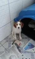 Nina